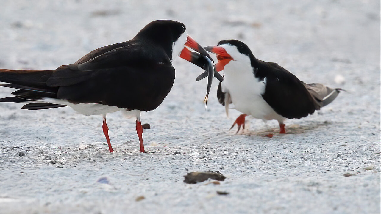 The Ballad of the Black Skimmers: A Love Song Over the Waves