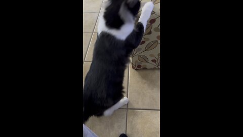 Crazy Ears