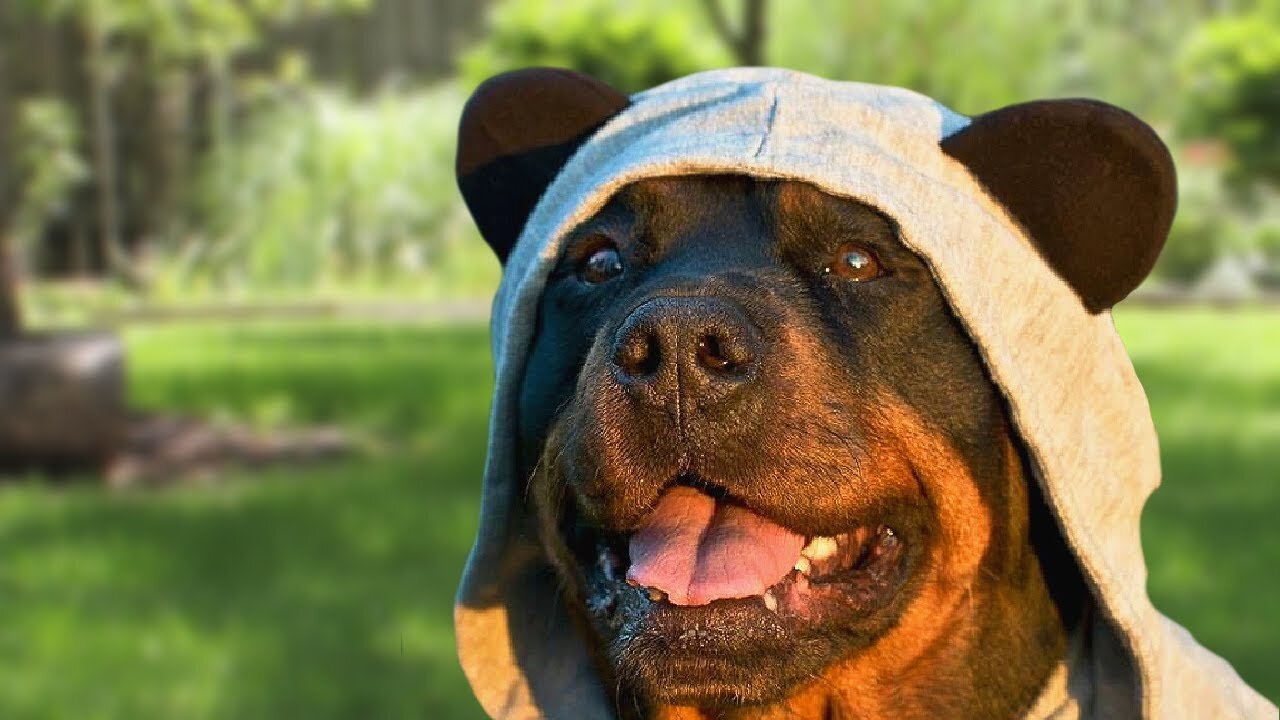 LAUGH OUT LOUD WITH These HILARIOUS Rottweiler Dog Moments!