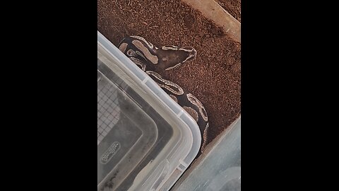 Ball Python feeding