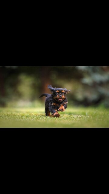 Your kid is not a dog