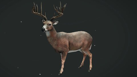 💎The Hunter - Whitetail Deer Diamond