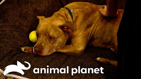 A Storm Free Life for Tanga the Dog | Pit Bulls and Parolees | Animal Planet