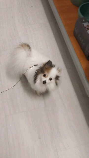 How to get your service dog to sit