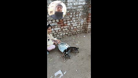 jivdaya mehsana Gujarat