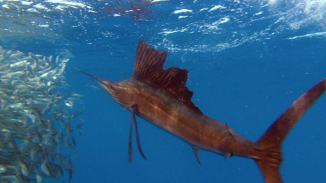 Sailfish Are Master Hunters
