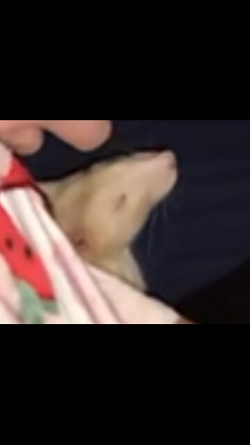 Sleepy Lap Rat Can’t Stop Napping 💤