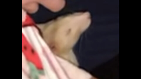 Sleepy Lap Rat Can’t Stop Napping 💤