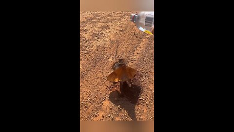 How to Train a Dragon with Water