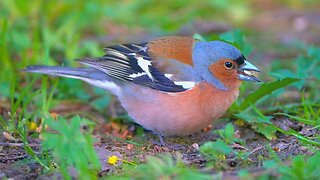 Male Eurasian Chaffinch Loves Peanuts