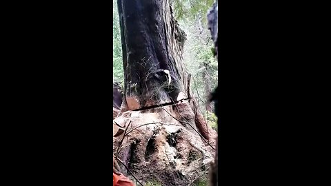 Do you know How the tree sounds when it Falls| another satisfaction 😮😄