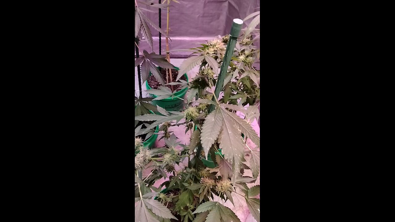 What's That Smell