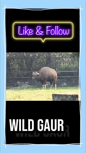 🦬 Meet mighty Wild Gaur — also known as Indian Bison #WildGaur #IndianBison