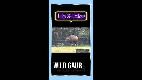 🦬 Meet mighty Wild Gaur — also known as Indian Bison #WildGaur #IndianBison