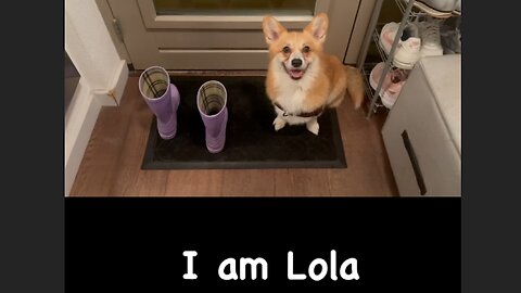 Hi! I'm Lola, a corgi! These are my little moments in life!)
