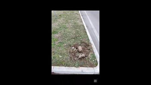 che succede a Magenta?