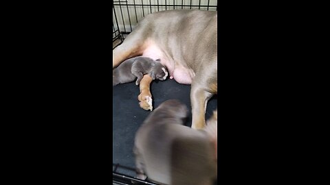 The Blue bully puppies are a week old now