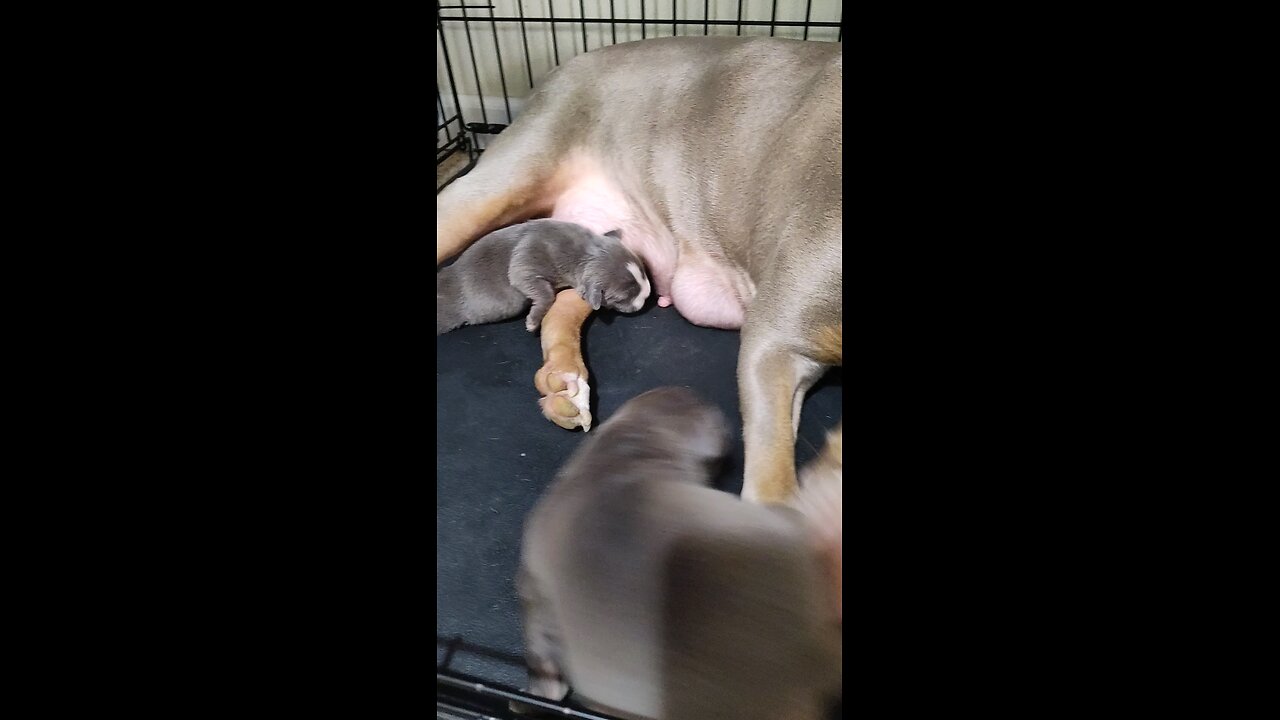 The Blue bully puppies are a week old now