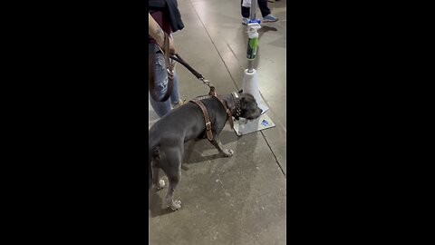 What reaction to cats?