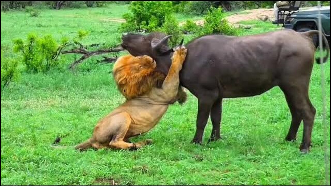 Terrifying Scene: Lions Hunting Buffaloes in the Wild