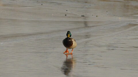 A MALLARD WALKS ON ICE