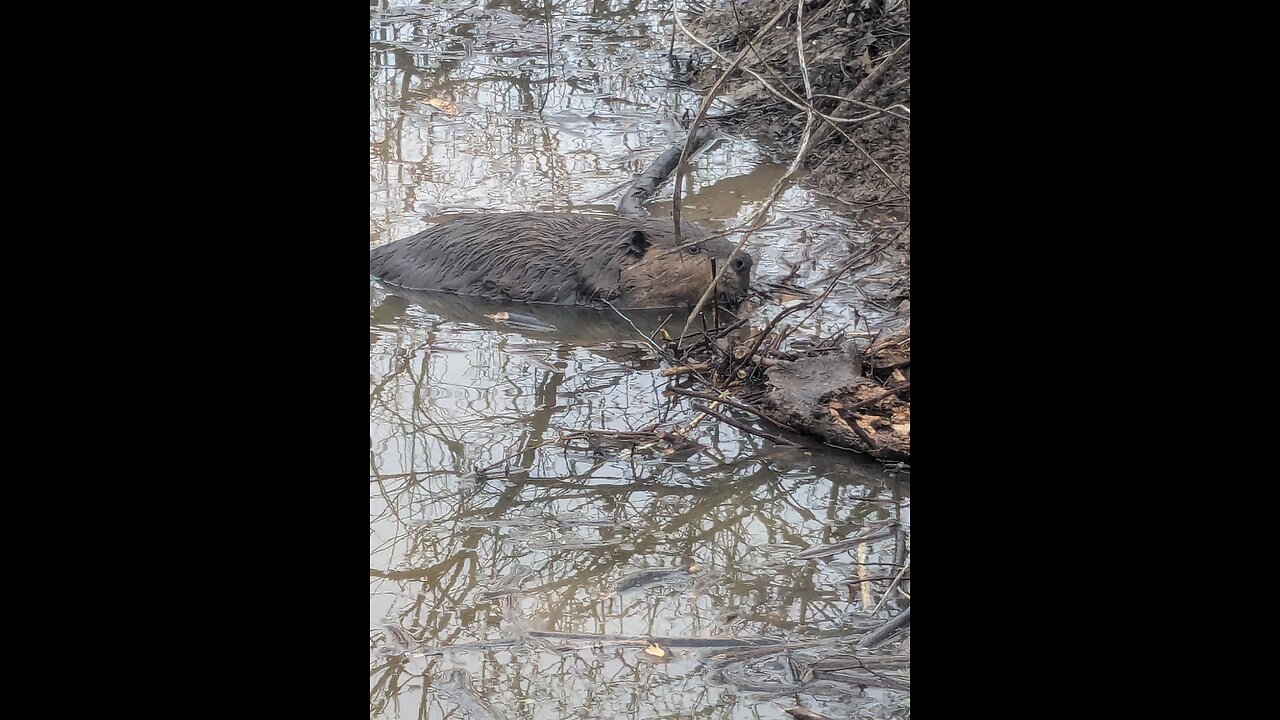 Checking Beaver traps in Arkansas