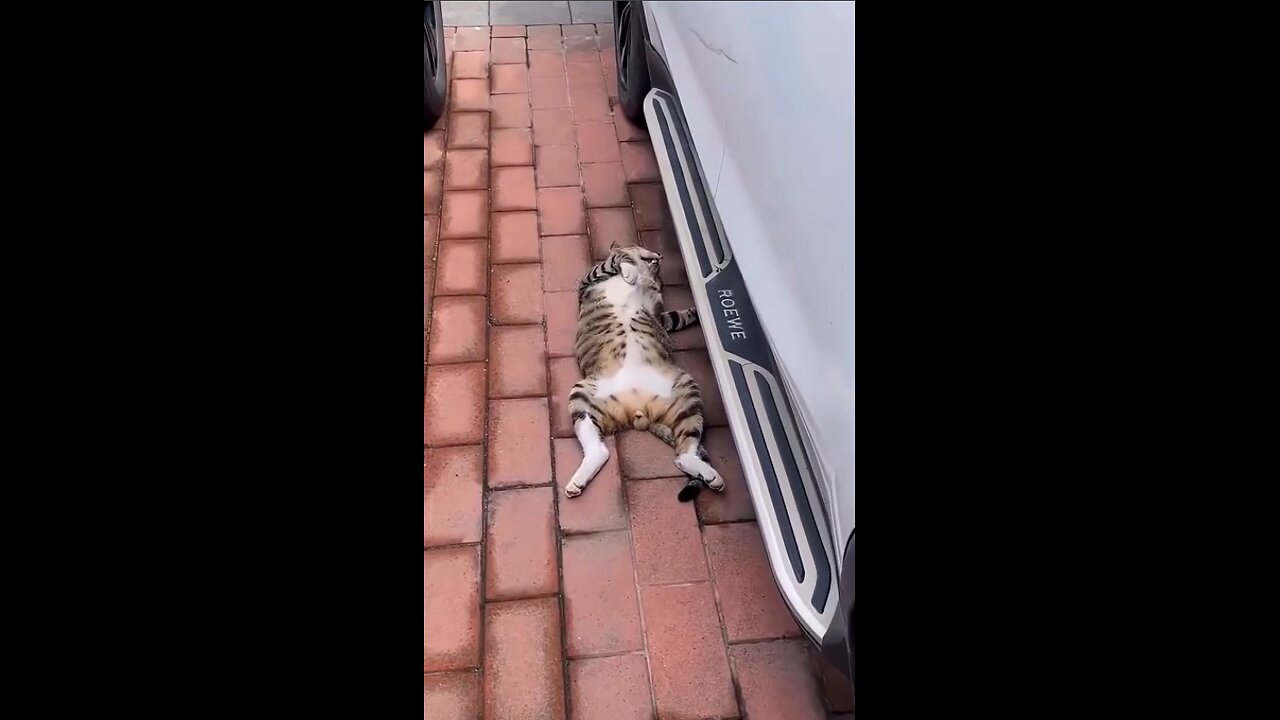 All cats love to sleep!