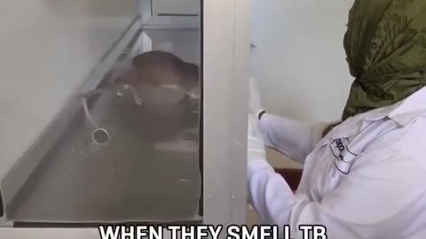 🧠💥 HeroRATs Detect TB in 3 Seconds! The Power of Super Smell | FeedMyCuriosity