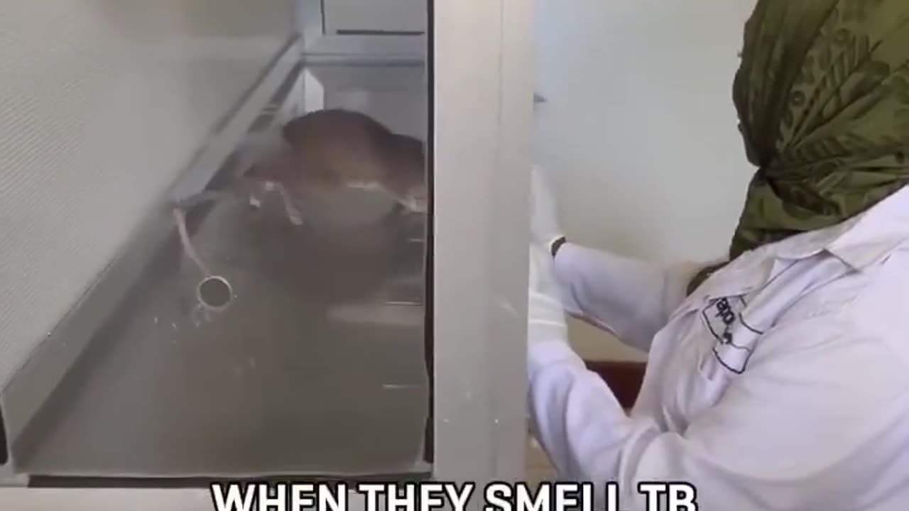 🧠💥 HeroRATs Detect TB in 3 Seconds! The Power of Super Smell | FeedMyCuriosity