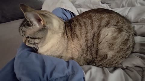Adorable Cat Loaf Doing the Cutest Things You Can't Miss! 🥰🐾