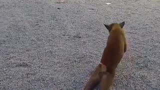 😂🐶 This Dog's Dramatic Performance is a Must-See! | FunFM