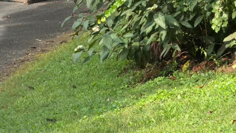 Bear-Proof Trash Lives Up to Its Name