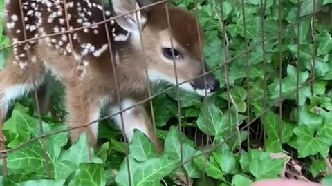 John, a US Army Veteran, helped save a baby deer