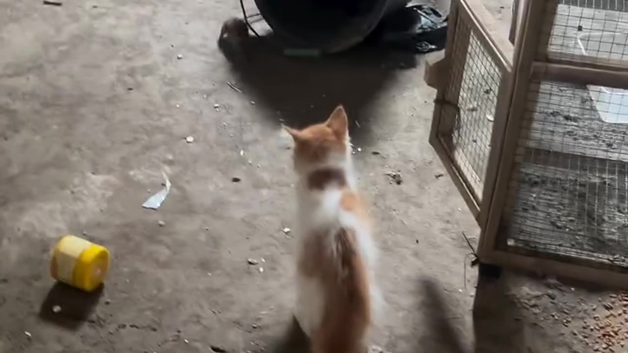 Unbelievable Moments You Can’t Stop Watching