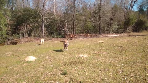 Big Dawg Sam and his pups playing