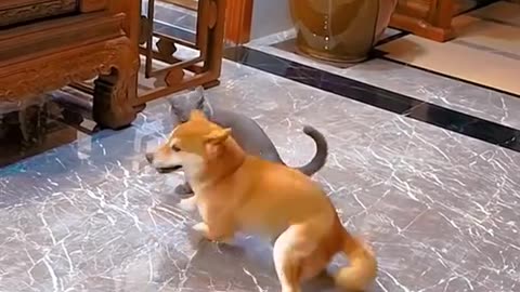 Funny animals