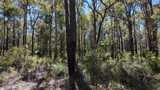 Munday Brook Trail Karragullen Western Australia