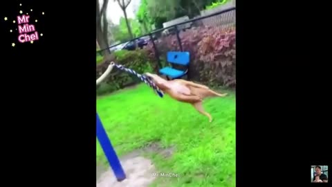 Funny Cat & Dog Videos #2025 | Funny Animal Videos