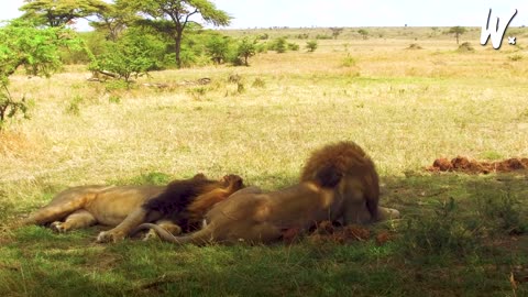 Social Structure & Behavior of Lions 🦁