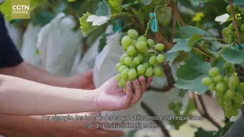 Agricultura inteligente – La capital de las verduras de China