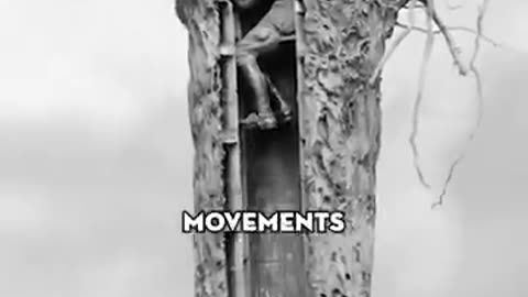 The fake trees of World War I