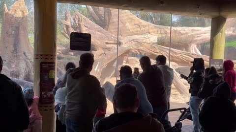 Unexpected Gorilla Fight at Houston Zoo