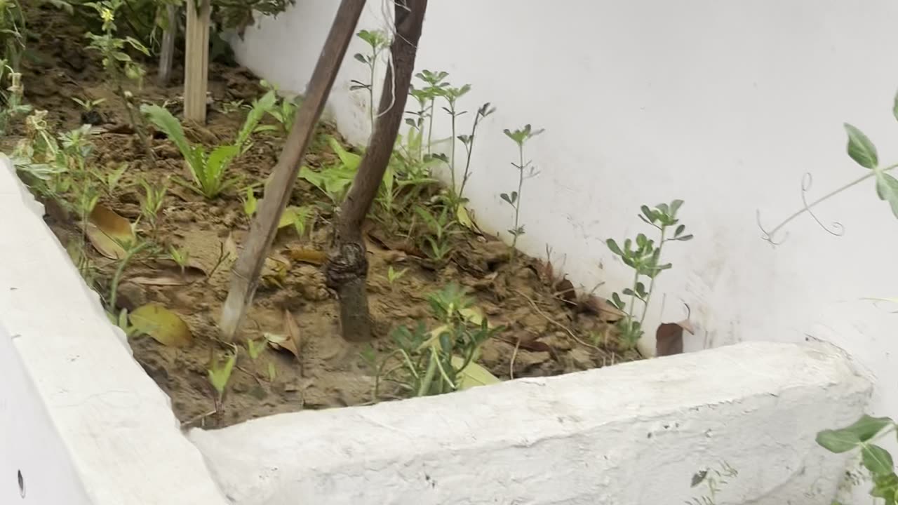 My terrace vegetable garden