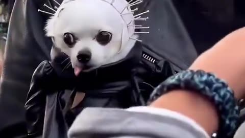 More Cute Pup Costumes