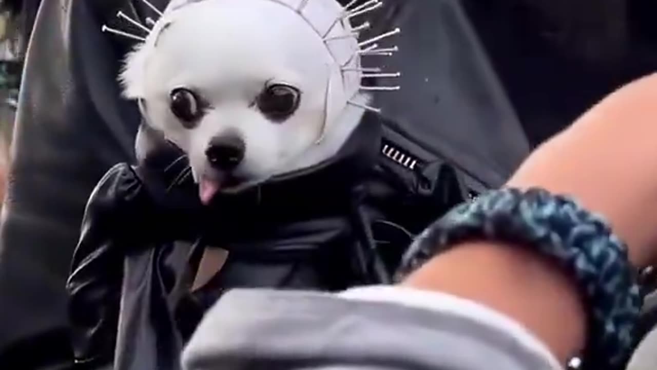 More Cute Pup Costumes