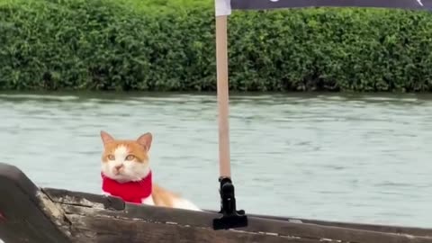 Cute and Funny Moments