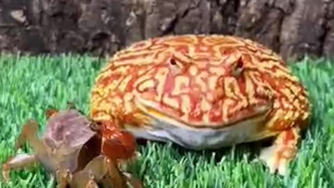Animal Frog eating …another