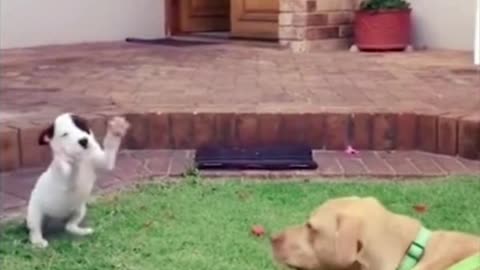 “Pets Being Silly | Funny Animal Shorts 2025”