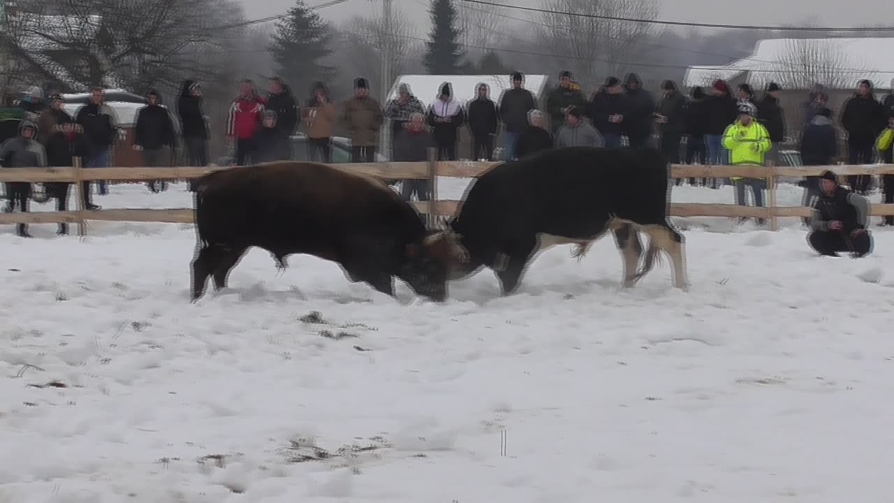 Medononja od Bešira vs Brisko od Patkovića Vitez 2024