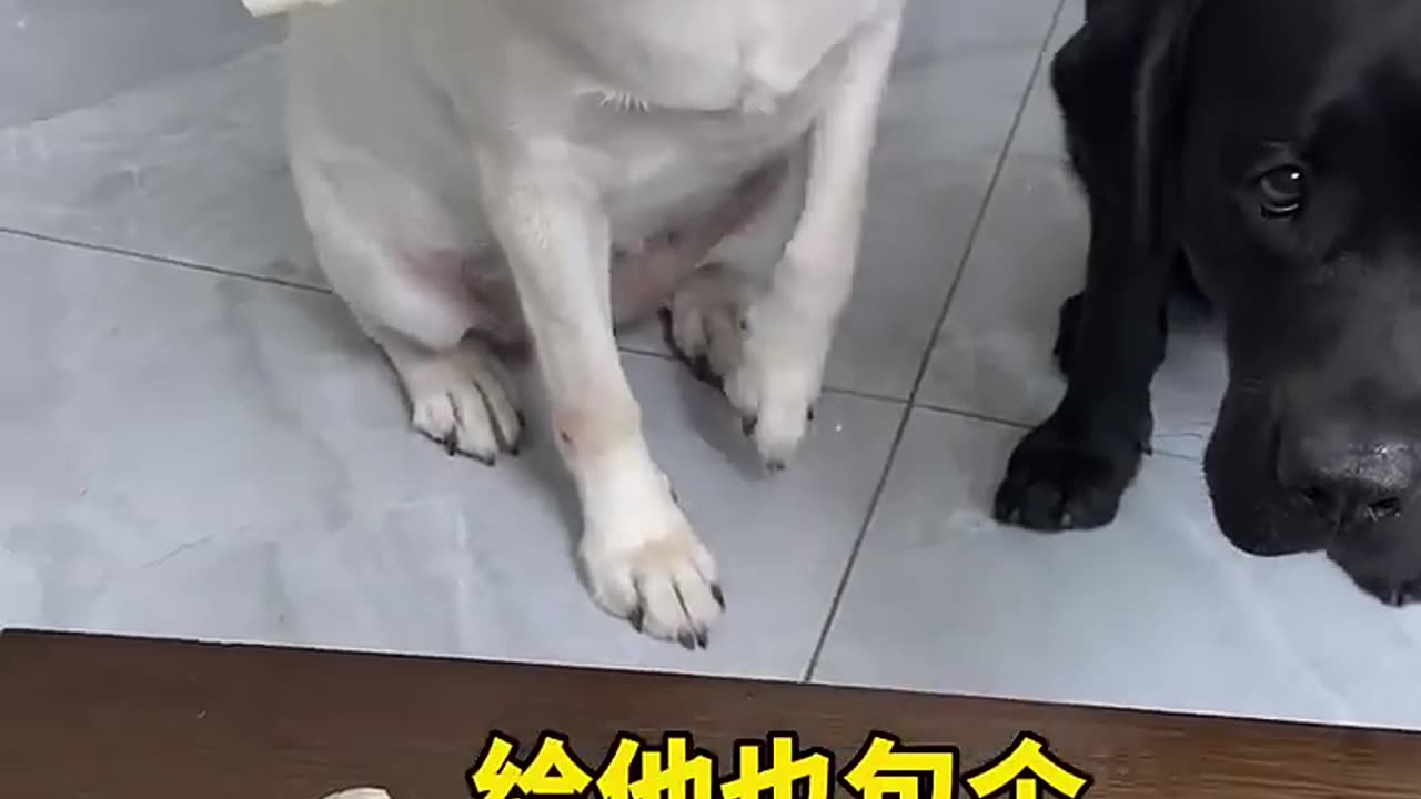 Funny Dog Video 😅😂🤭